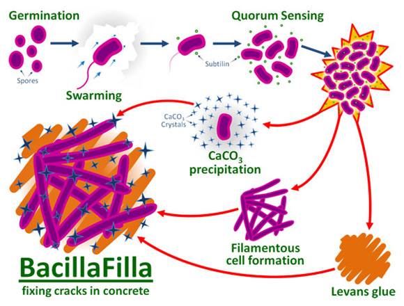 BacillaFilla: Бактерии помогают бороться с трещинами в бетоне